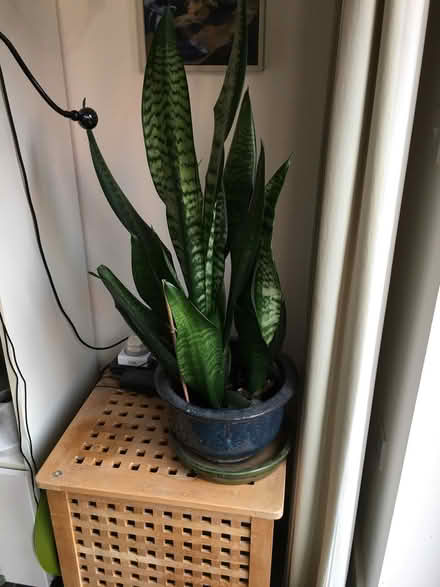 Photo of free house plant and pot (Pittville GL50) #1