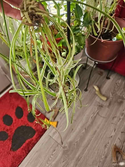 Photo of free Spider plant babies (Himes Ave area Frederick) #2