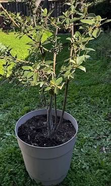 Photo of free Bay Tree (Cupertino - DeAnza and 280) #1