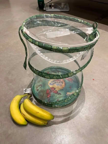 Photo of free Butterfly/caterpillar habitat (Twickenham TW1) #2