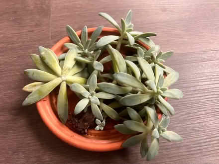 Photo of free Plant cuttings (Arlington, VA) #2