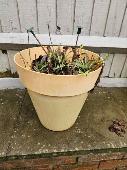 Photo of free Plant pots and some plants (Redditch B97) #2