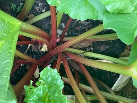Photo of free Rhubarb Crown (NW Chichester) #2
