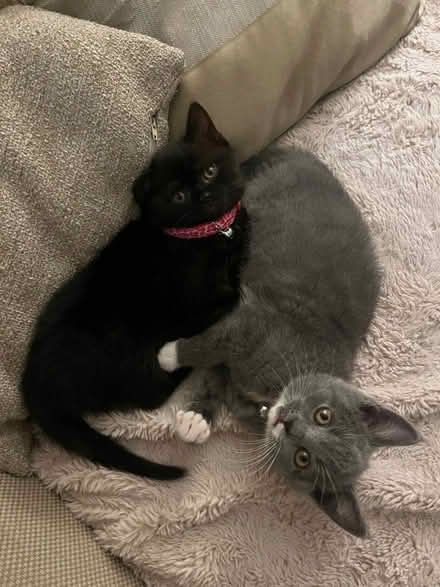 Photo of Kitten accessories, bed, food, toys (Standish WN6) #1