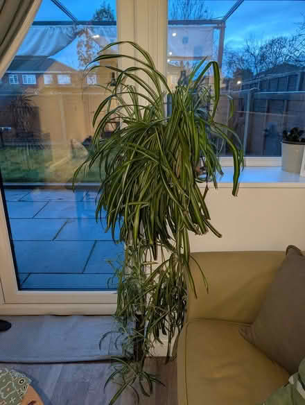 Photo of free Spider plant. Only today (North Wembley) #1