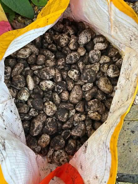 Photo of free White pebbles (Midsomer Norton BA3) #3