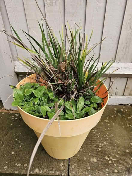 Photo of free Plant pots and some plants (Redditch B97) #1