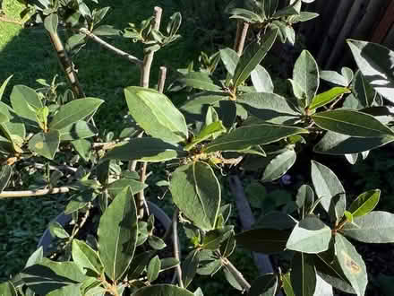 Photo of free Bay Tree (Cupertino - DeAnza and 280) #2