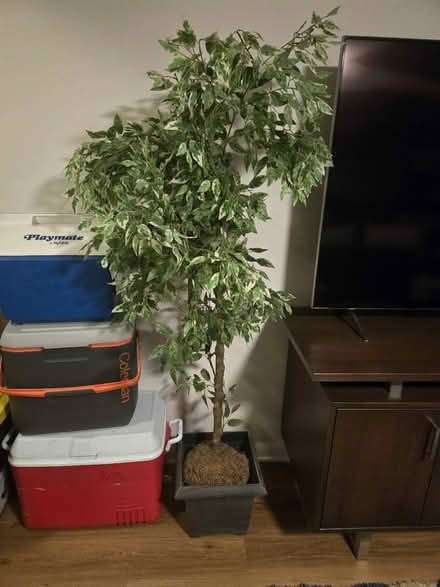 Photo of free Fake Tree (Huntington) #1