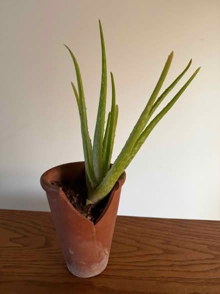 Photo of free Aloe Plant (Cupertino - DeAnza and 280) #1