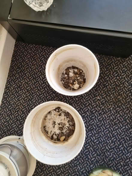 Photo of free 2x plant pots (SE20) #2