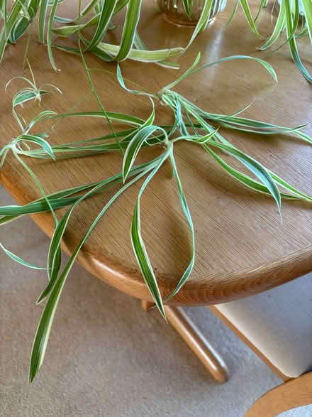 Photo of free Spider plant (Bexleyheath DA6) #1
