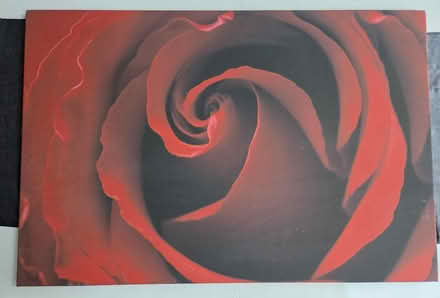 Photo of free Large rose wall canvas (Frimley) #1