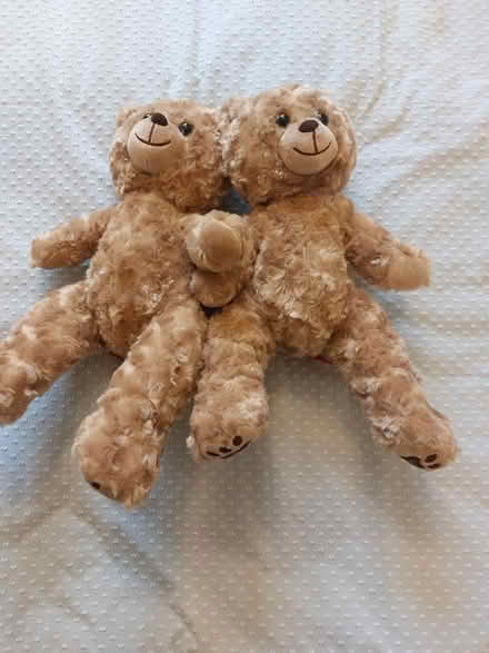 Photo of free Teddy bears (Sprowston NR7) #1