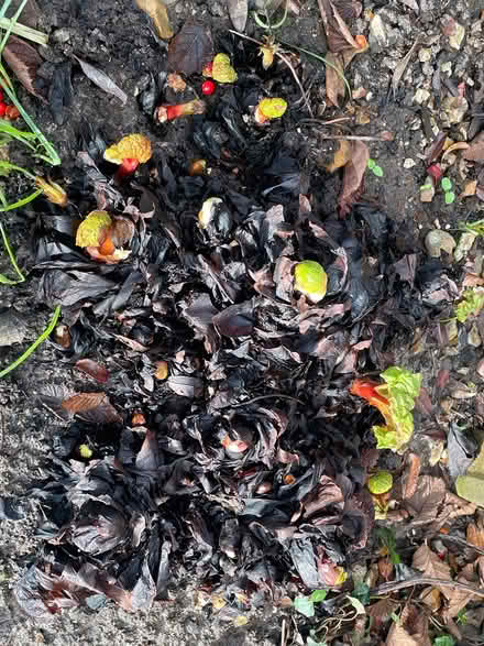 Photo of free Rhubarb Crown (NW Chichester) #3