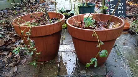 Photo of free Peppermint and Garden Mint Plants (Stanford le hope, SS17) #1