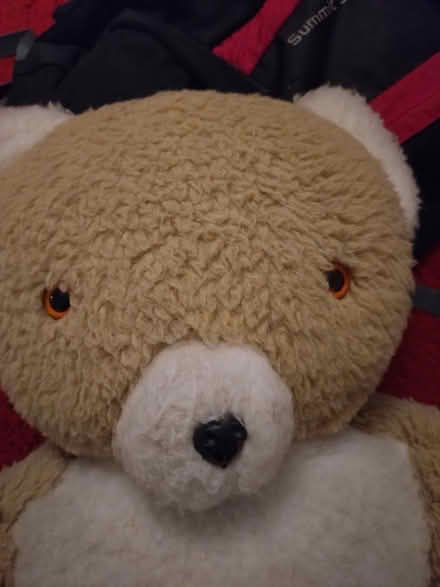 Photo of free Large Teddy (ME16 near E Farleigh station) #2