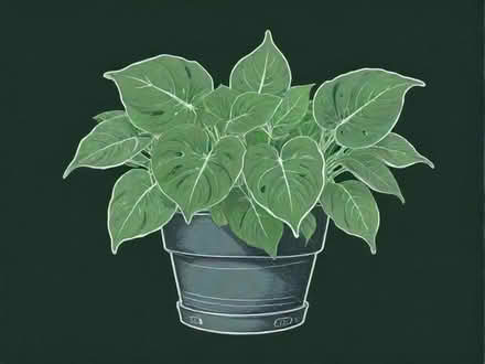 Photo of Pothos cutting/plant ! (St Leonards TN38) #1