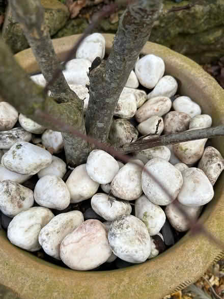 Photo of free White pebbles (Midsomer Norton BA3) #2
