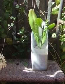 Photo of free Epiphyllum (Desert Orchid Cactus) Plants (10) (Sunninghill SL5) #4