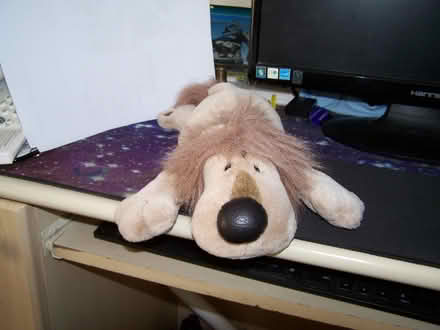 Photo of free cuddle type fluffies (mickekhurst rd area mossley) #4