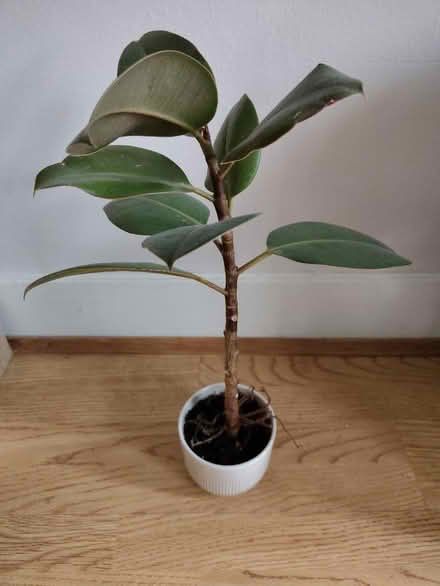 Photo of free Small house plant and pot (Benslow SG5) #1