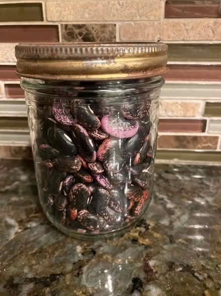 Photo of free Garden Runner Beans (Havertown) #1