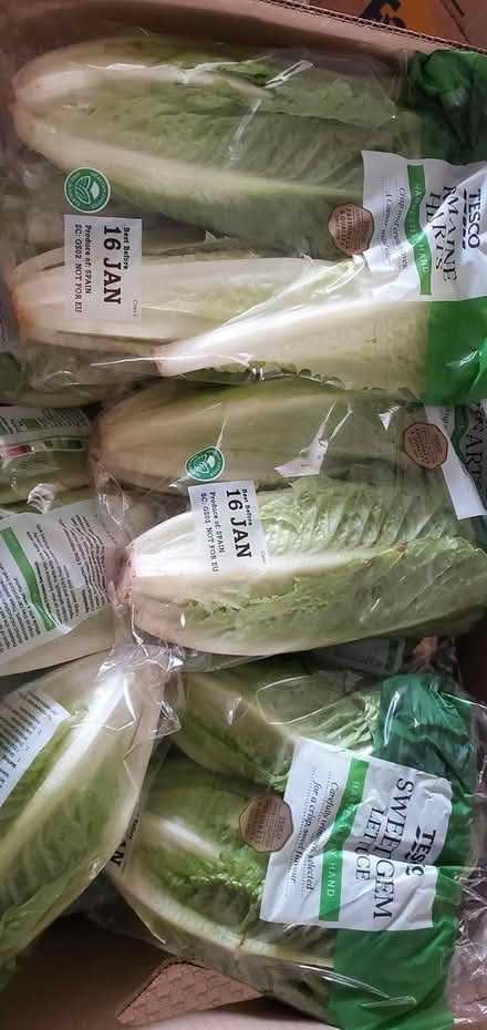 Photo of free Lots of lettuce (IG5) #1