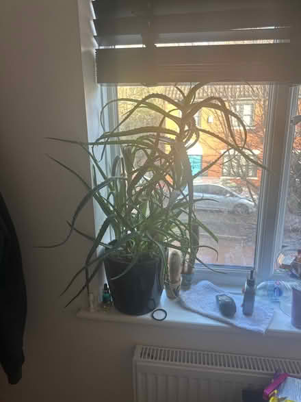 Photo of free Aloe vera flower (RM19) #2