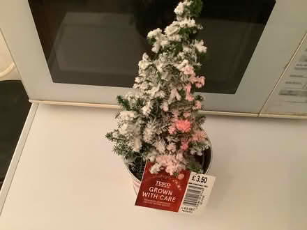 Photo of free Small Xmas tree (Crewkerne) #1