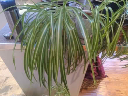 Photo of free House plants - various (Southend SS1) #1