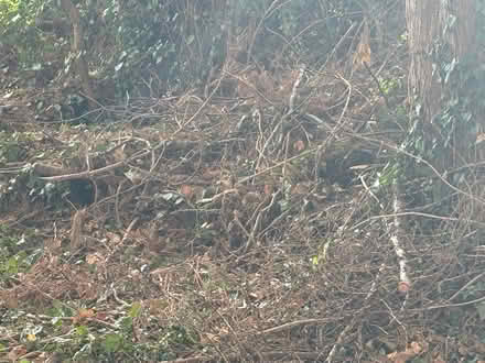 Photo of free Wood kindling for open fire (NOrthampton) #4