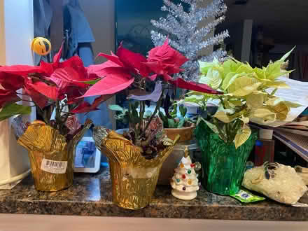 Photo of free 3 Poinsettia plants- 4 inch pot (Malden Center) #1