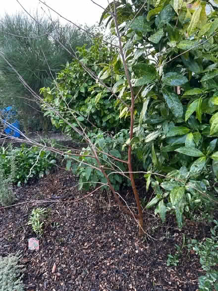Photo of free Beech Tree ~6ft (Lymm) #1