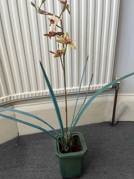 Photo of free Fake orchid in ceramic plant pot (Moseley B13) #1