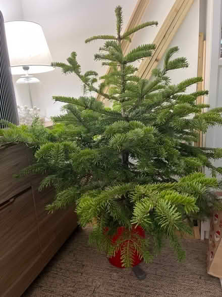 Photo of free Tree in a pot (Addiscombe CR0) #1