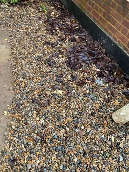 Photo of free Gravel / pea shingle (SW2 - Brixton) #3