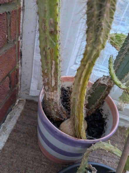Photo of free Cactus x 3 (CT15) #2