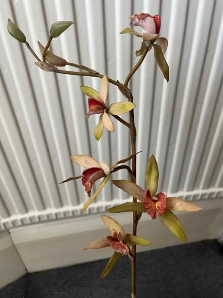 Photo of free Fake orchid in ceramic plant pot (Moseley B13) #2