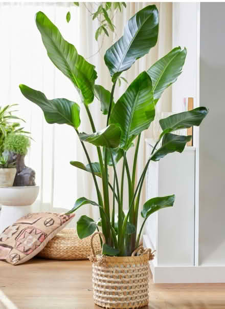 Photo of Pampas Grass (Castle Vale B35) #2