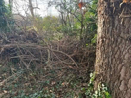 Photo of free Wood kindling for open fire (NOrthampton) #3