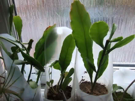 Photo of free Epiphyllum (Desert Orchid Cactus) Plants (10) (Sunninghill SL5) #3