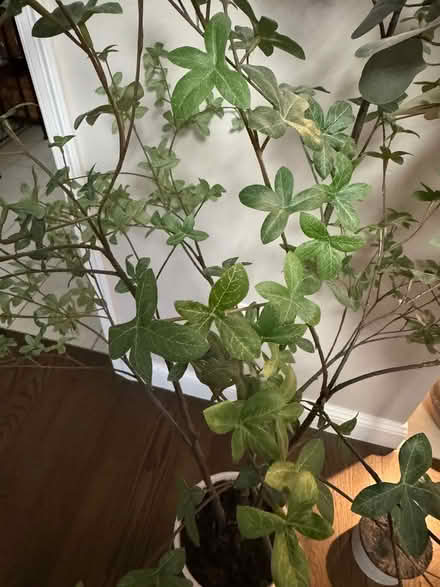 Photo of free 2 Faux Trees (410 Salem St. Heron Pond) #2