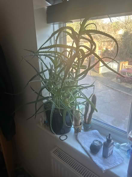 Photo of free Aloe vera flower (RM19) #1