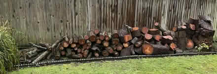 Photo of free Freshly cut tree logs (Kingston upon Thames, KT1) #1
