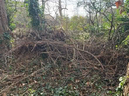 Photo of free Wood kindling for open fire (NOrthampton) #2