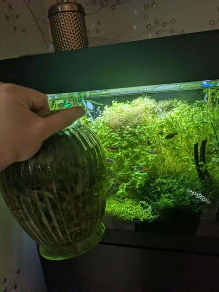 Photo of free Loads of aquarium plants (Bromham MK43) #1