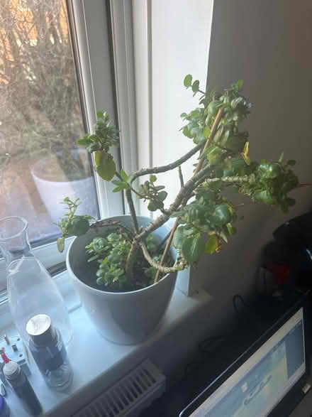 Photo of free Money tree flower (RM19) #1