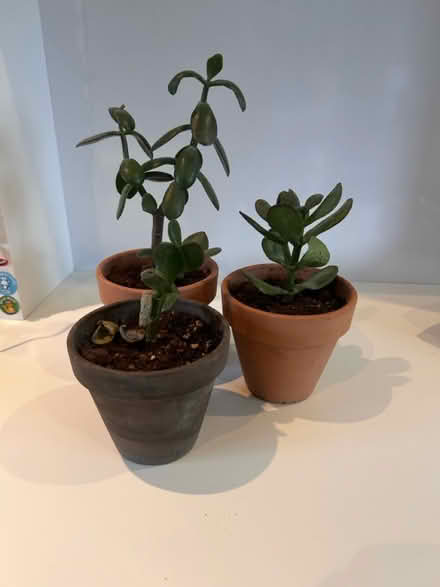Photo of free Jade plants (Wendover, Bucks, HP22) #1