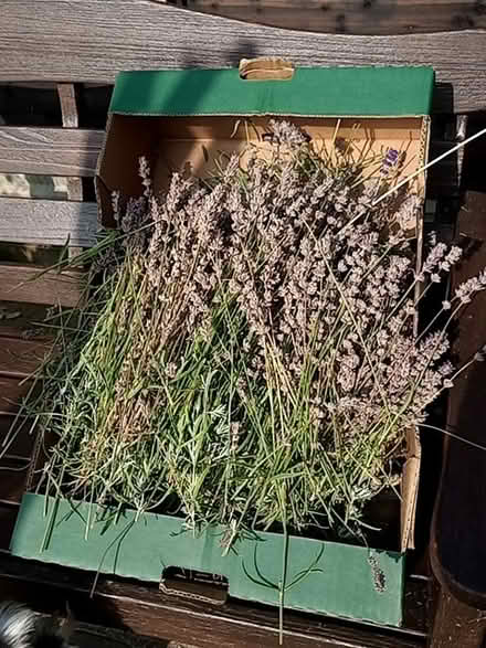 Photo of free Lavender for crafts (Bathampton) #1